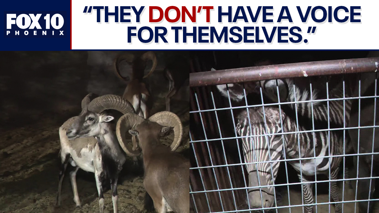 Exotic animals rescued: Rio Verde residents react