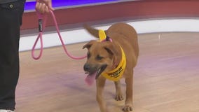 Adopt-A-Pet: Meet Kona