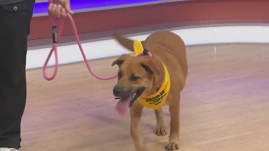 Adopt-A-Pet: Meet Kona