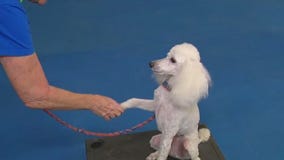 Dog training tips & tricks