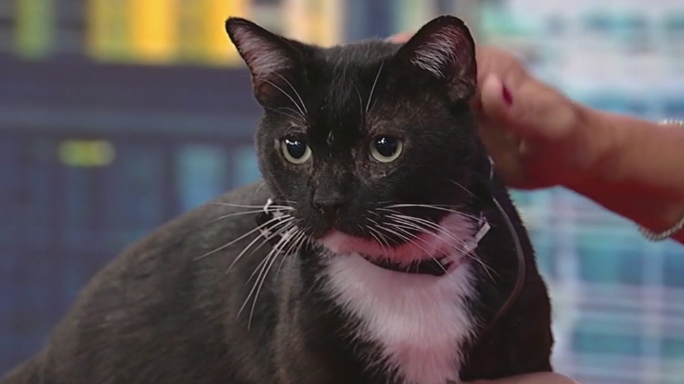 Meet Winston: Our Pet of the Day