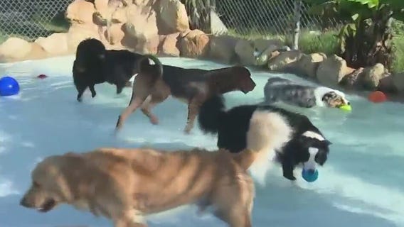 Dog-friendly bar at FL beach is a must-visit