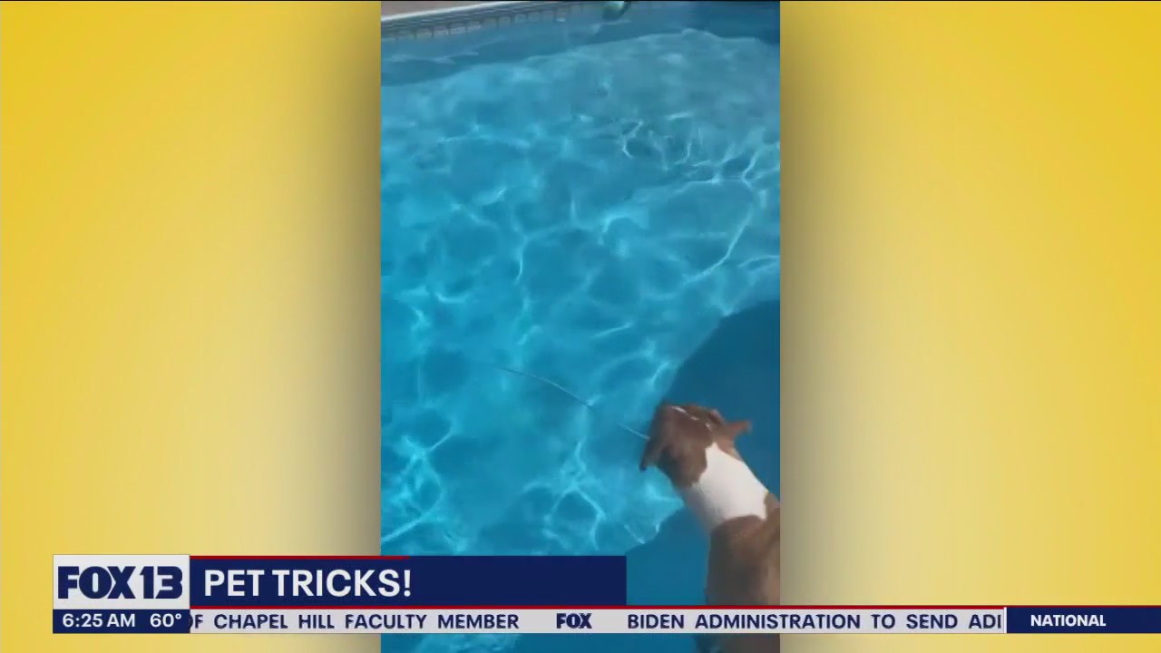 Pet Tricks for Wednesday, August 30