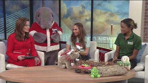Christmas in the Wild at ZooTampa