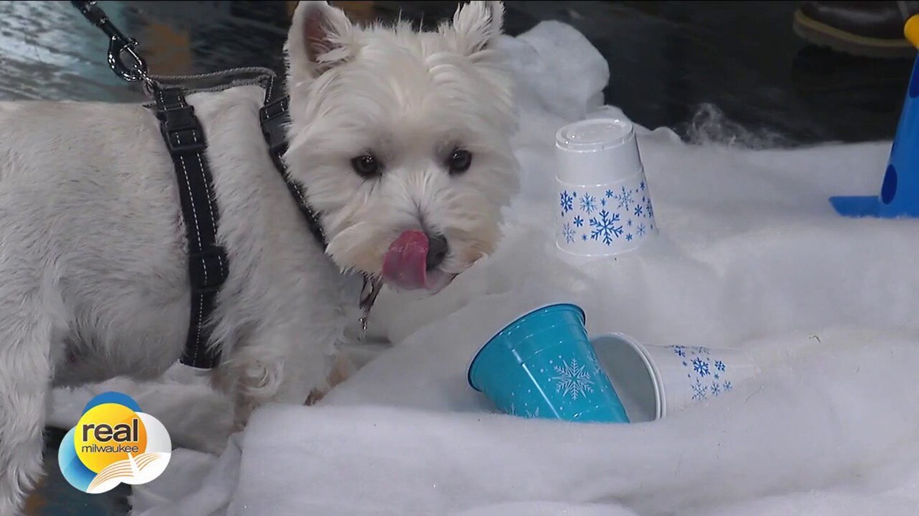 K9 Resorts Luxury Pet Hotel Winter Wonderland Program