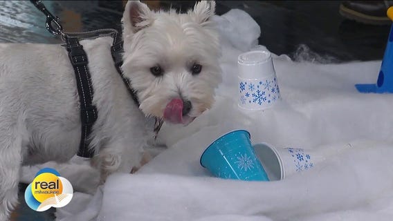 K9 Resorts Luxury Pet Hotel Winter Wonderland Program