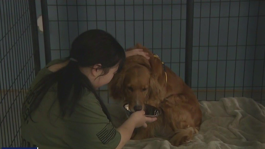 Paws of War helps adults with autism