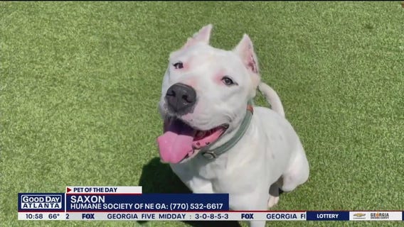 Pet of the Day from the Humane Society of Northeast Georgia