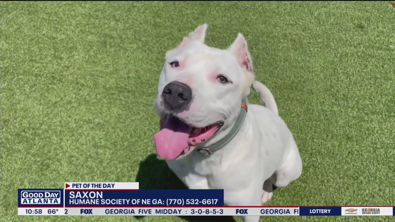 Pet of the Day from the Humane Society of Northeast Georgia