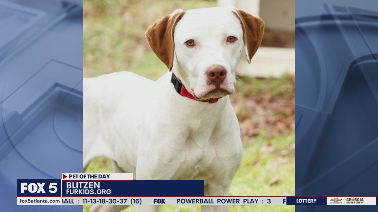 Pet of the Day from Furkids