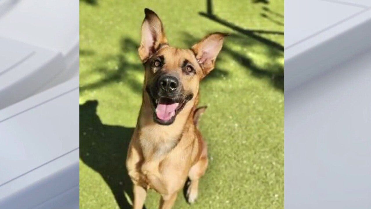 Pet of the weekend: Meet Marvin