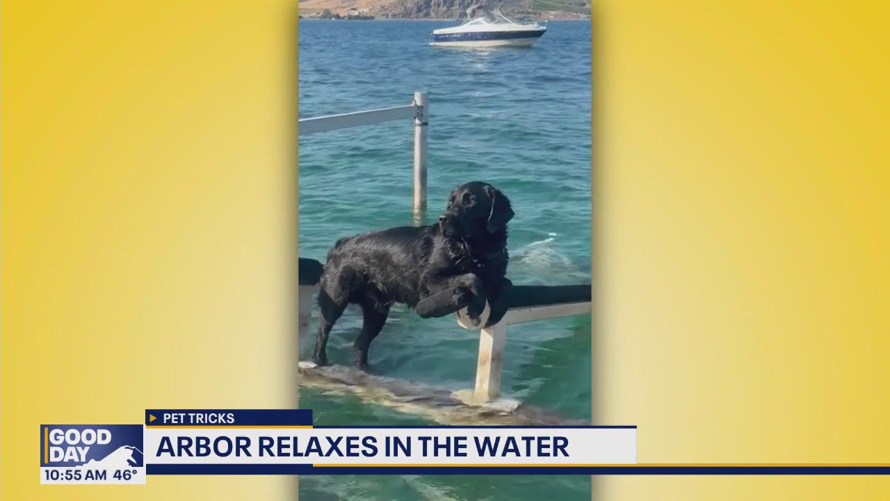 Good Day Pet Tricks for Monday, Nov. 1