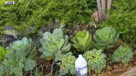 Protecting harvest from aphids