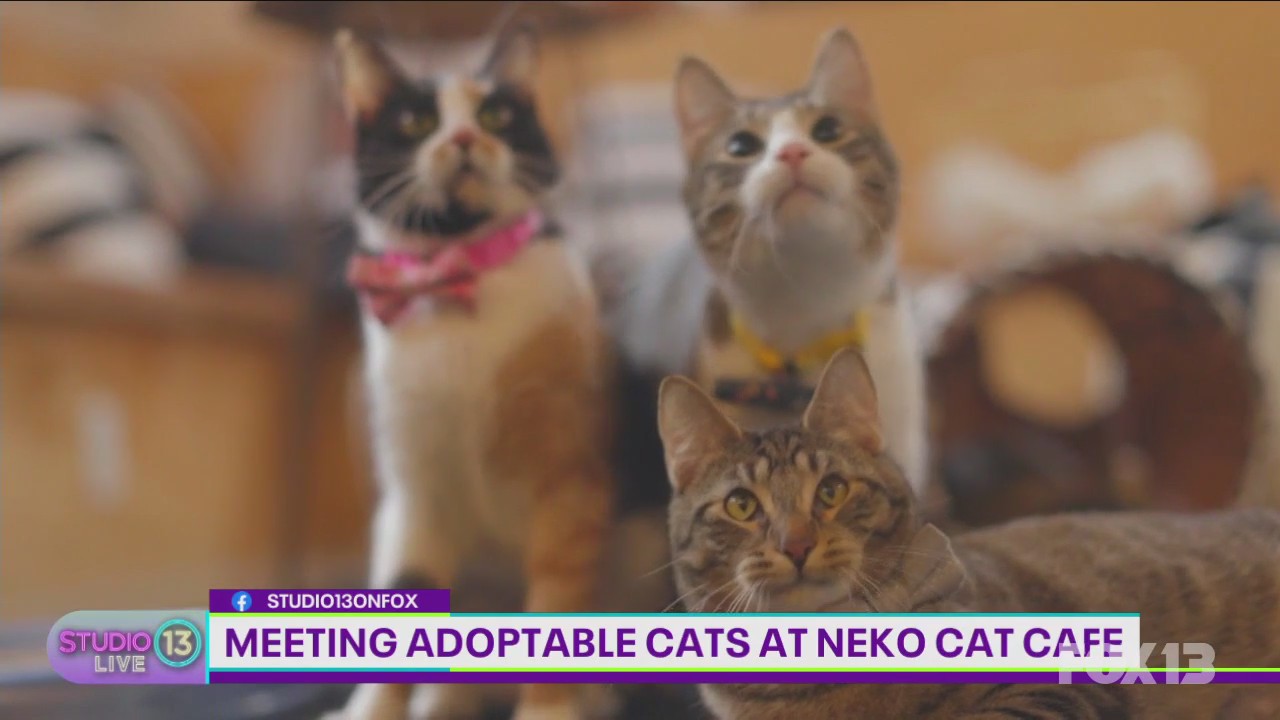 Meeting adoptable cats at the NEKO Cat Cafe