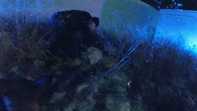 Body camera video of pursuit suspect taken into custody