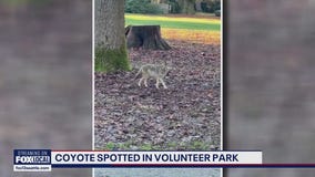 Seattle man shares frightening close encounter with coyote in Volunteer Park