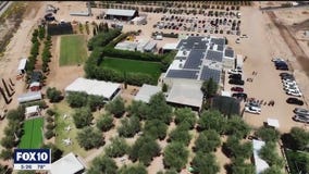 Capturing beautiful olive tree blooms in Queen Creek