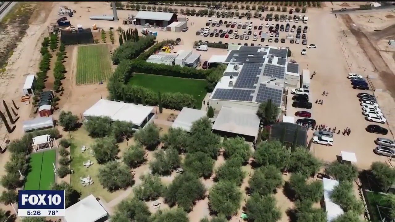 Capturing beautiful olive tree blooms in Queen Creek