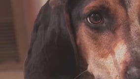 Domestic violence and your pet