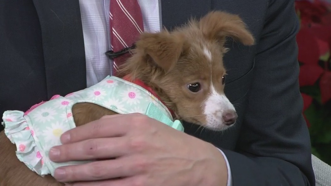 Meet FOX 13's Pet of the Week: Pixie