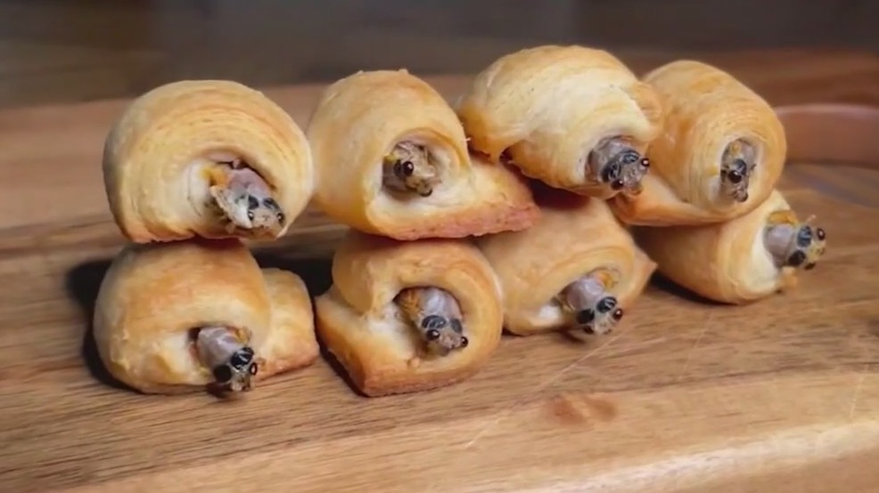 Man makes meals out of cicadas