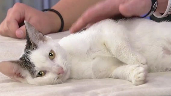 Meet Phillip, Good Day Atlanta's Pet of the Day