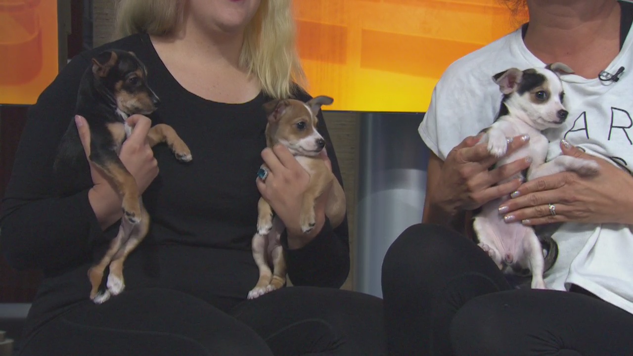 Pet Project: Mojito, Arnold Palmer, Belini from League of Extraordinary Mutts