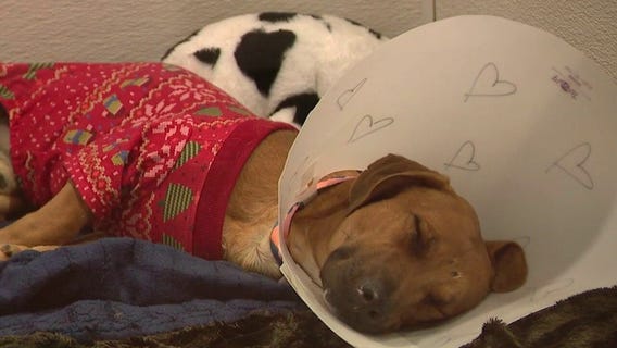 Maricopa County animal shelter seeks Christmas miracles for 600 dogs