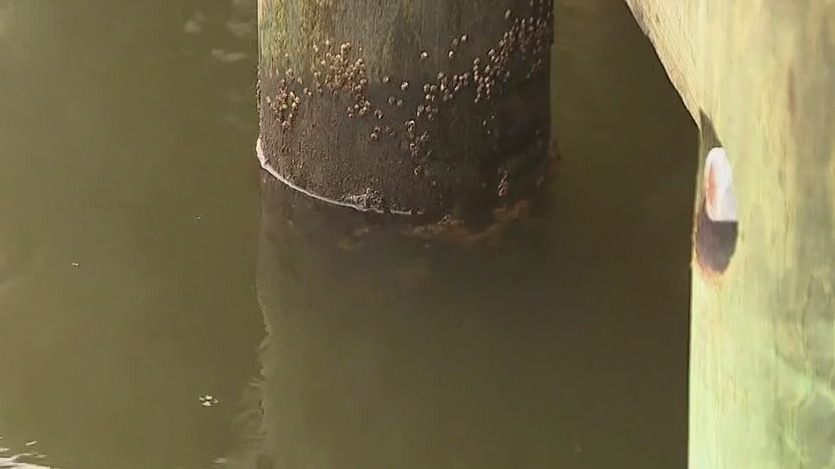 Harmful algae blooms spread across LI waters