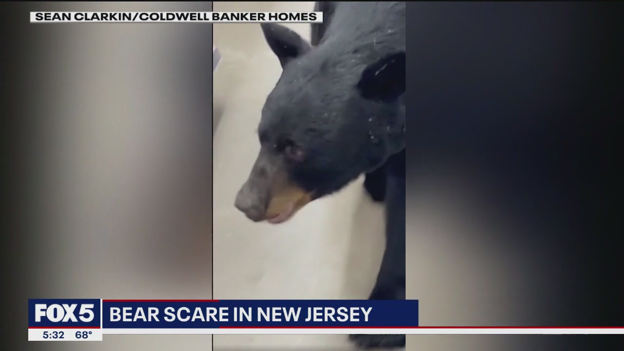 'I led the bear the way I lead my clients': NJ bear attacks Dollar General customer, chases restaurant patrons