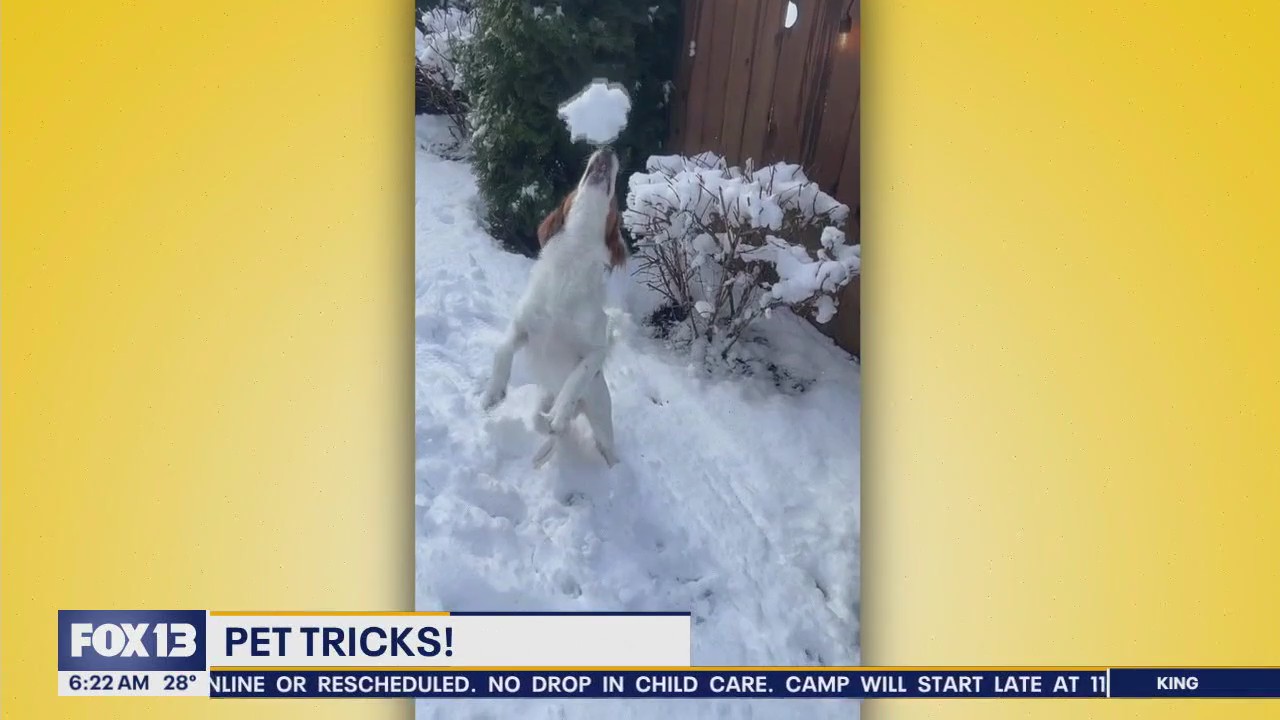 Pet Tricks for Friday, Feb. 7
