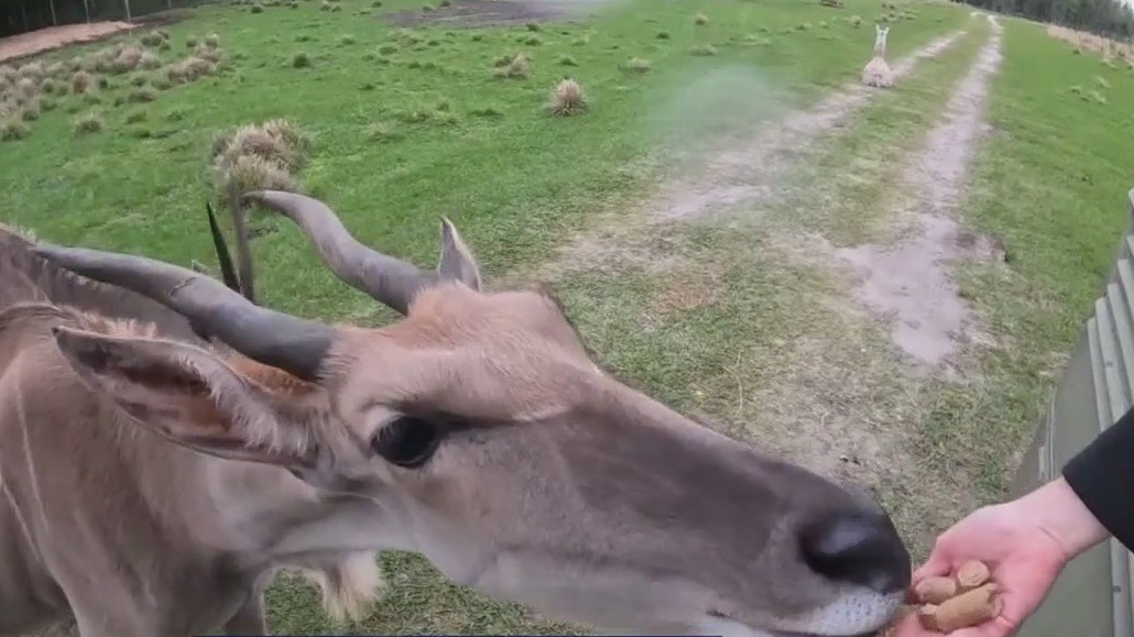 Safari Wilderness Ranch in Lakeland