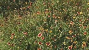 Galveston homeowners facing fines, potential jail time due to wildflowers