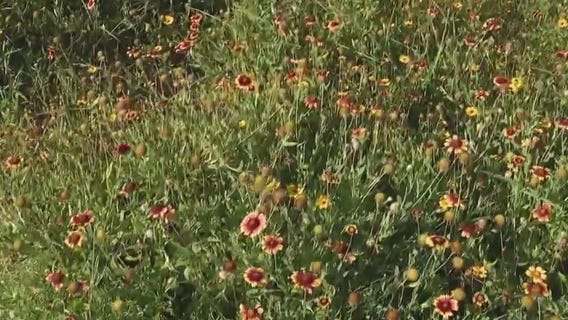 Galveston homeowners facing fines, potential jail time due to wildflowers