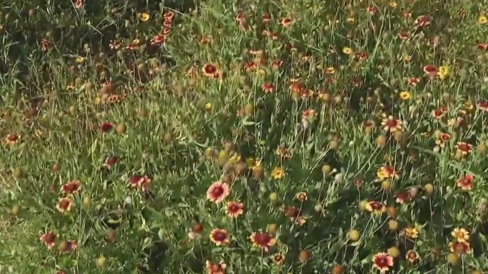 Galveston homeowners facing fines, potential jail time due to wildflowers