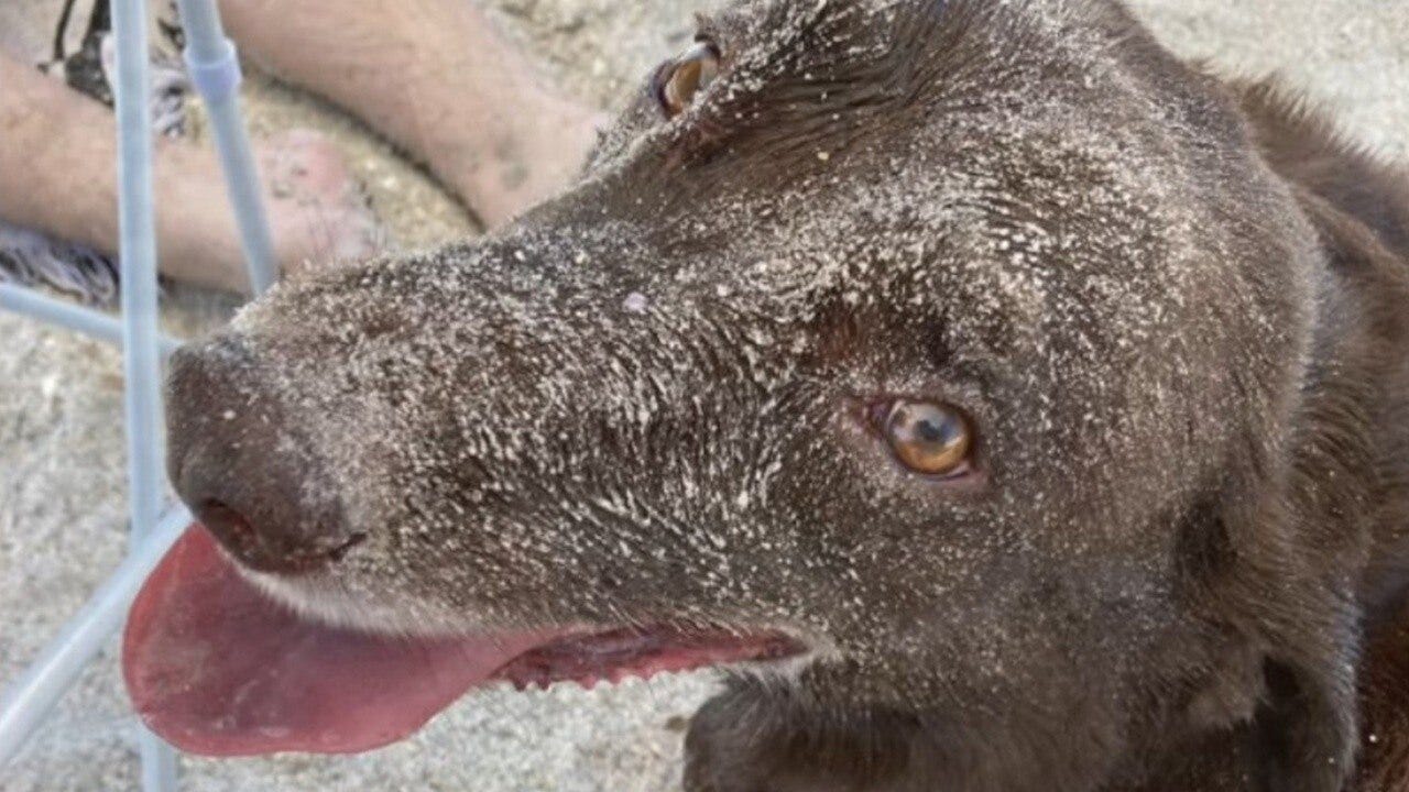 Dogs of our Lives: Meet Abe