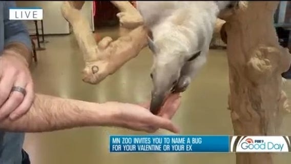 FOX 9 Good Day: Feb. 12, 2025