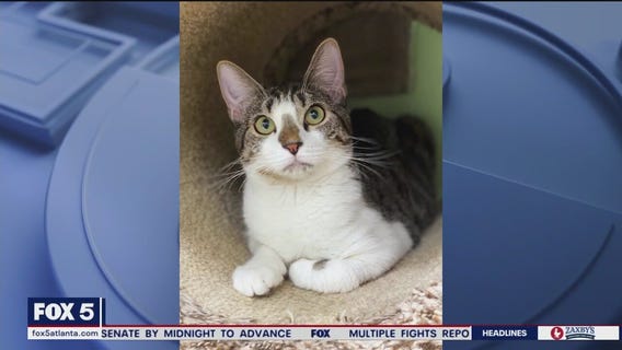 Pet of the Day from the Humane Society of Cobb County