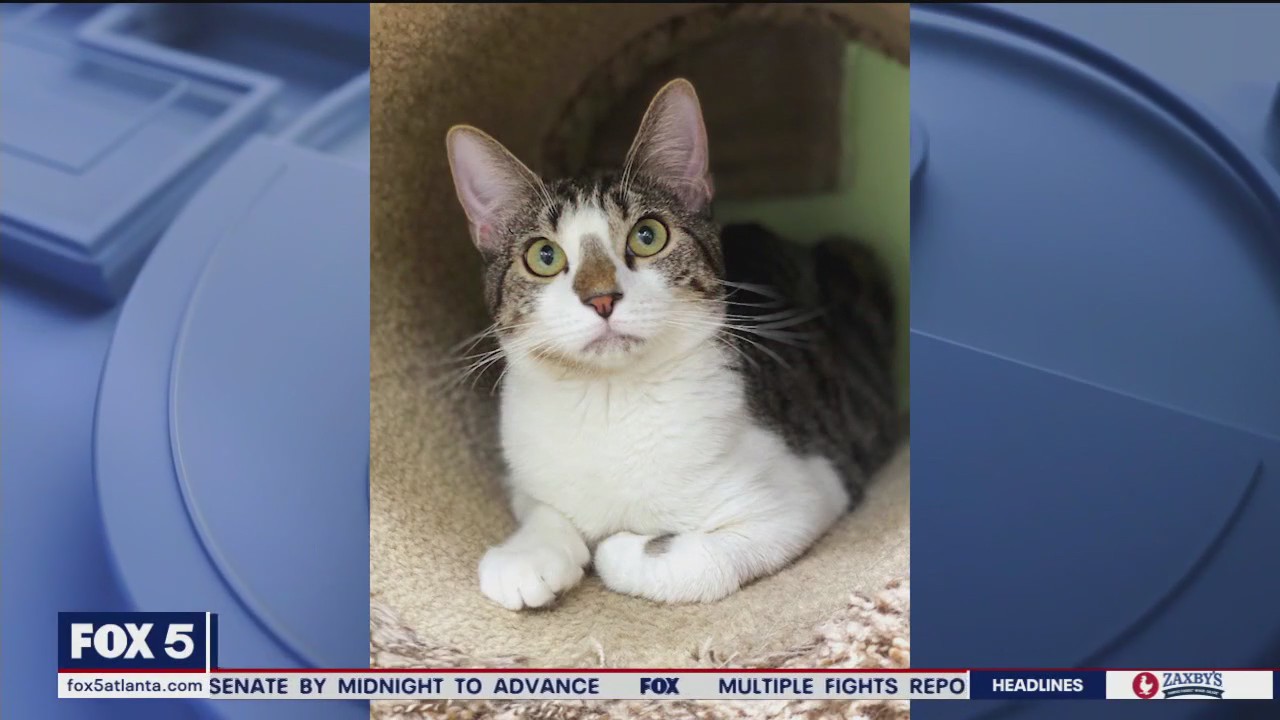 Pet of the Day from the Humane Society of Cobb County