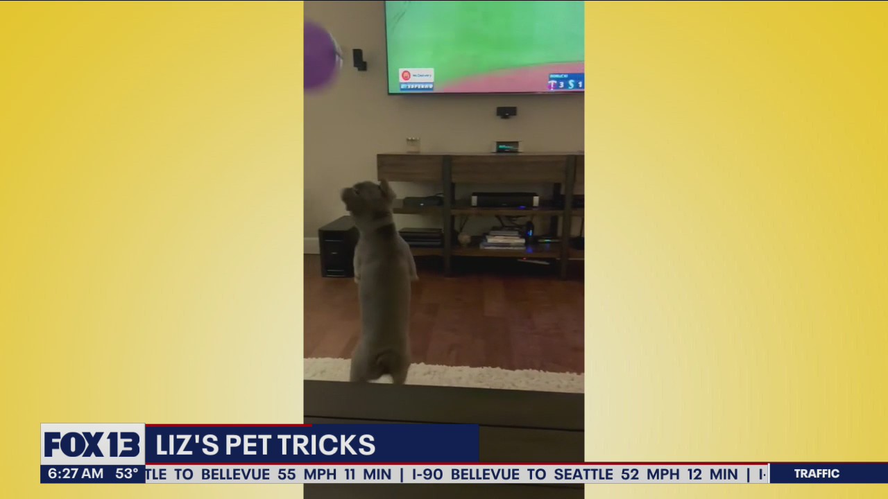 Liz's Pet Tricks for Monday, July 4