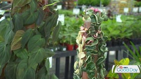 Dale K's top house plants for your budding collection