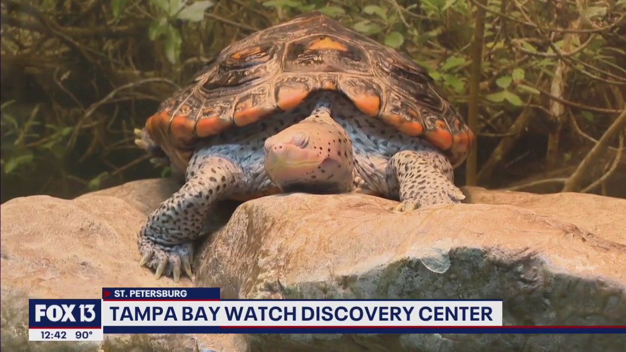 Restoring the bay every day with Tampa Bay Watch