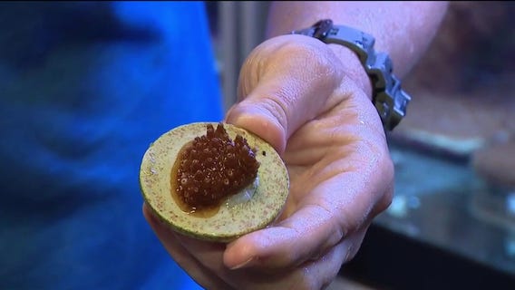 Restoring Florida's coral reefs