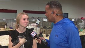 Rabbit show at the Houston Livestock Show and Rodeo