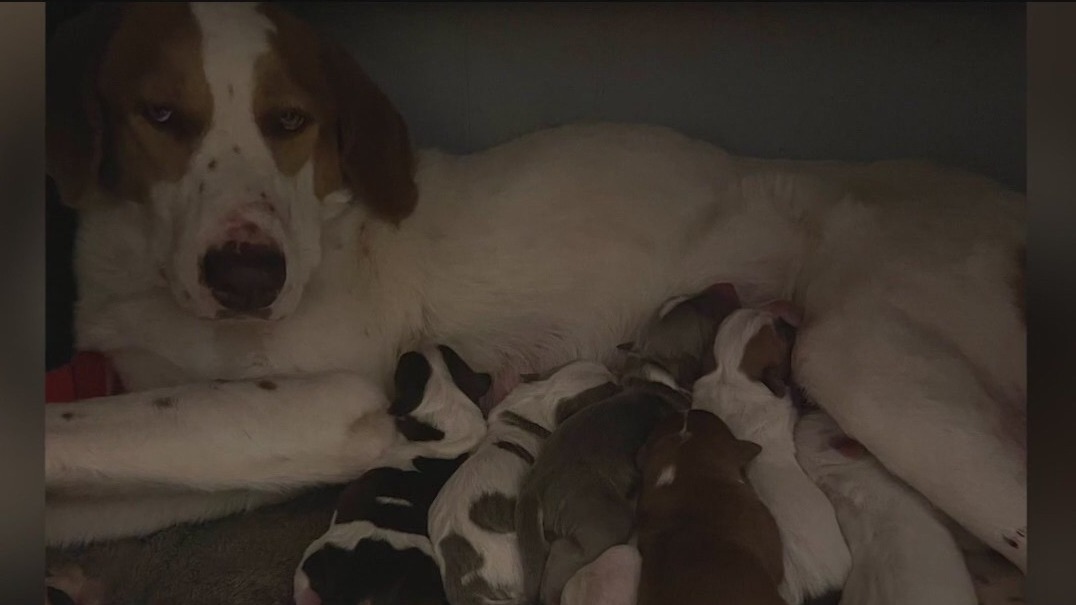 10 dogs killed, 4 rescued from mobile home fire