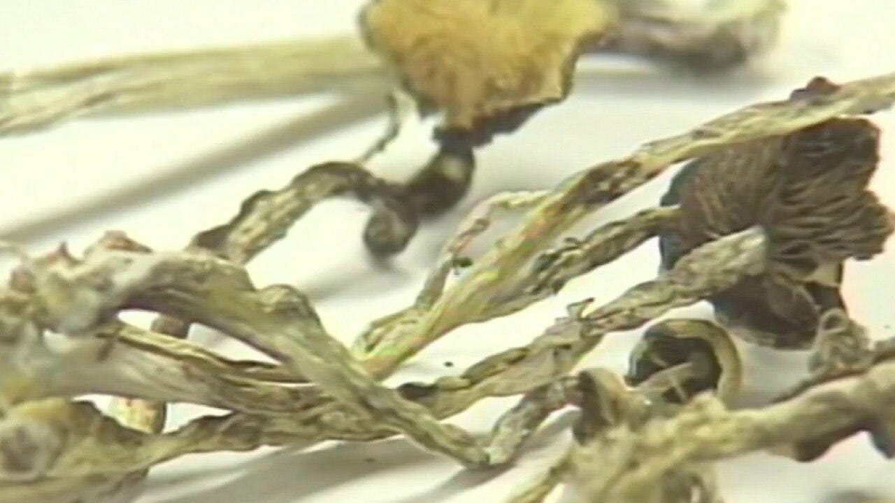 Arizona senators explore psychedelic therapies for mental health