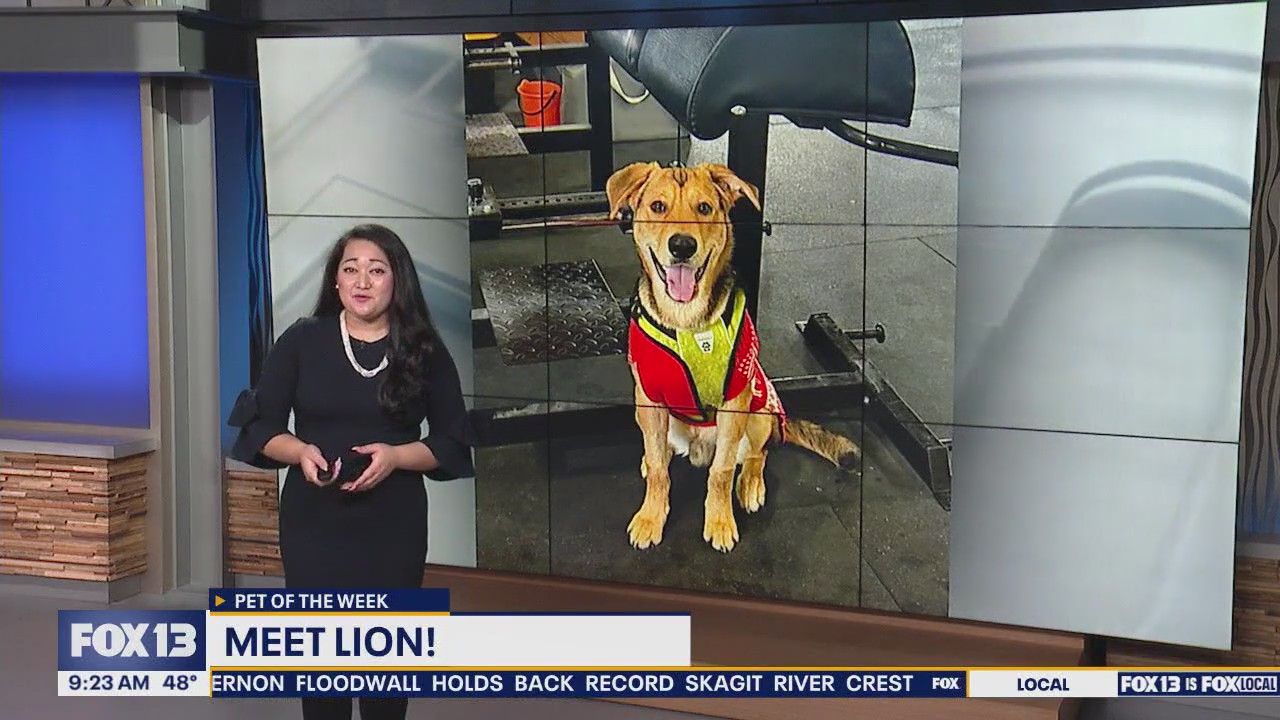 Pet of the Week: Lion
