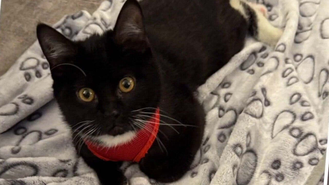 Rescue Me: Meet Slushie