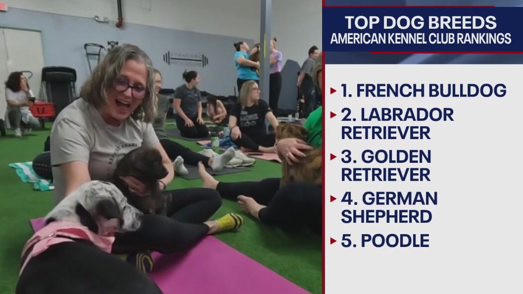 Top dog breeds released by American Kennel Club