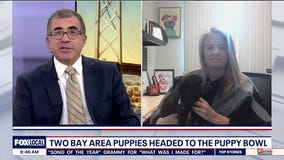 Puppy Bowl features 100 dogs from across country